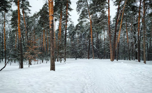 雪树上的冬景