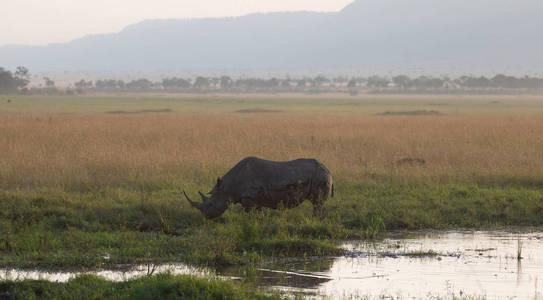 非洲国家公园热带草原犀牛