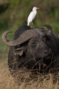 白鸟坐在水牛的脖子上