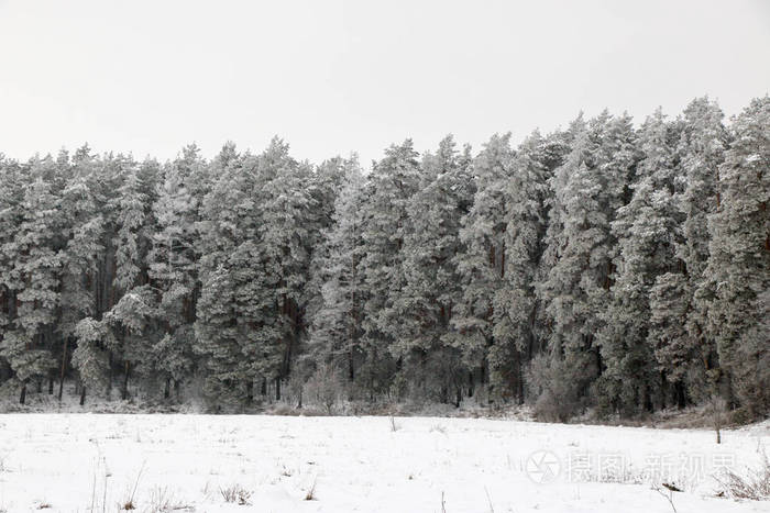 雪盖松树林的性质在暴风雪期间