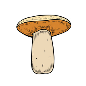 手绘蘑菇矢量彩色素描。采有根的不同蘑菇，真正的食用和有毒的牛肝菌
