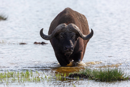 野水牛在水里行走