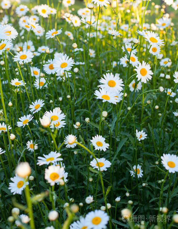 盛开的雏菊花美丽的田野