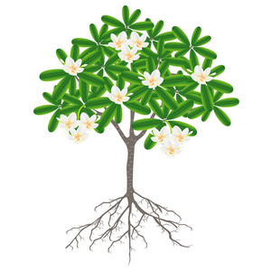 树的根和花的Frangipani李子在白色的背景。