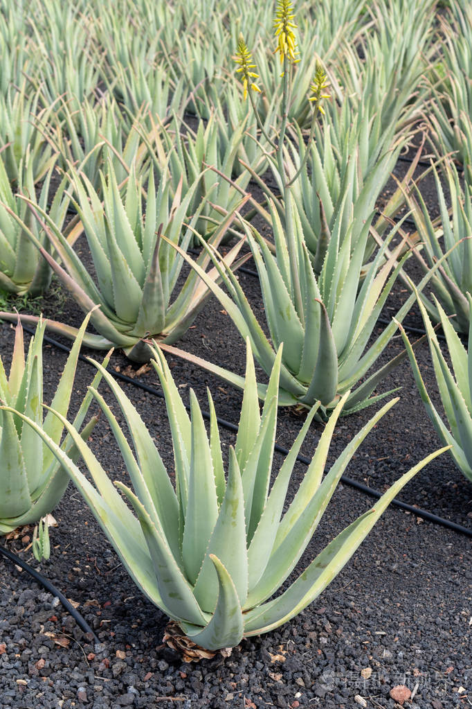 库拉索岛库拉索岛农场芦荟植物西班牙