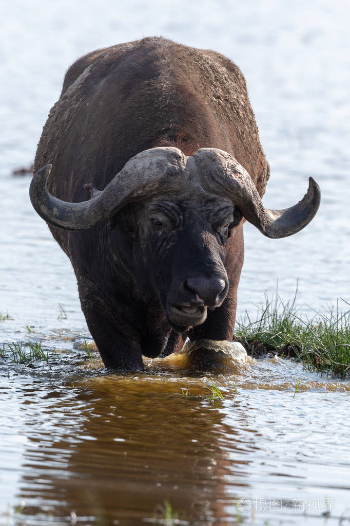 野牛在水中行走