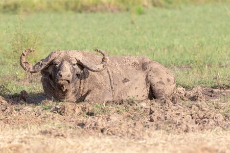 野牛在泥土里。 非洲野生动物