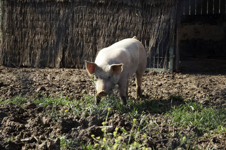 畜牧业自然和食品业中的猪