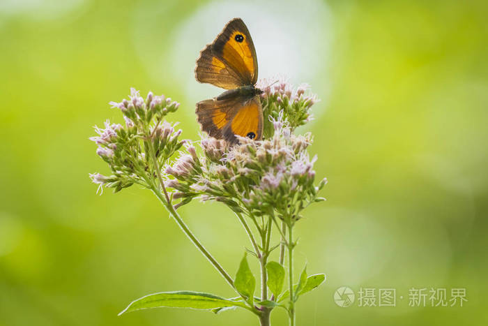 守门蝴蝶PyroniaTithonus以白花为食。 翅膀图案清晰可见。