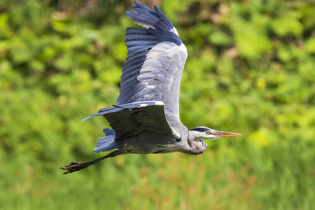 大蓝鹭ArdeaHerodias水鸟飞翔，翅膀张开，绿色背景