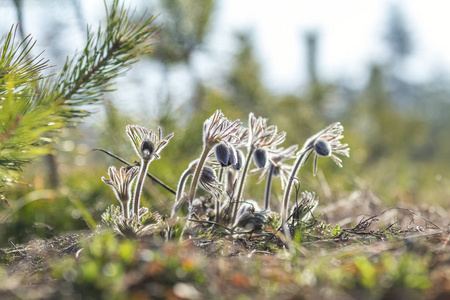 大花葵图片 大花葵素材 大花葵插画 摄图新视界