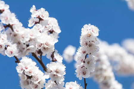 春天晴天，白杏树在城市公园里开花。 美丽的自然背景。 色调照片接近浅深的田野。