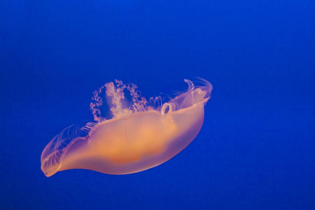 蓝色海洋中美丽的果冻鱼照片