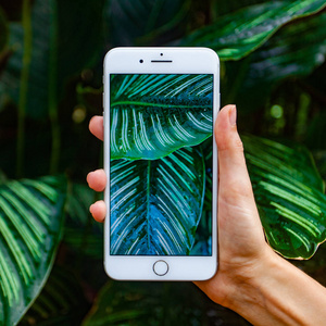 妇女手拿着智能手机和照片的花和树木的背景.景深.自然概念.