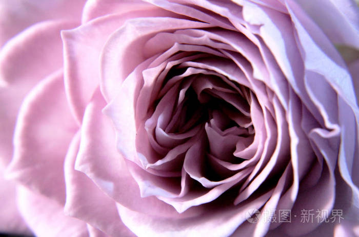 花的中间. 宏观摄影. 有趣的花瓣形状,形成像黑暗迷宫.