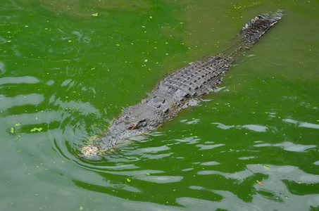 一条老大鳄鱼潜伏在绿色的水里。 从上面看。 马来西亚兰卡维岛的鳄鱼农场。