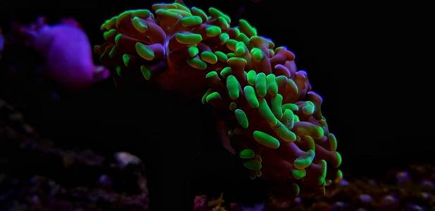 珊瑚孤立图像