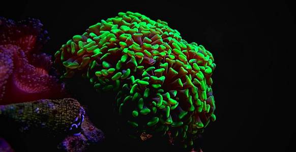 珊瑚礁水族箱珊瑚照片 正版商用图片15zgbl 摄图新视界