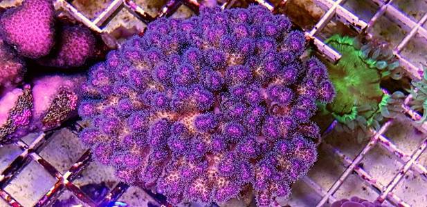 粉红牡丹珊瑚照片