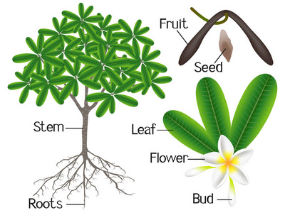 一个插图显示部分的Frangipani羽毛植物在白色背景。