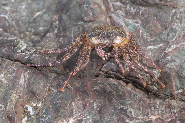 蟹在石头上伪装得很好