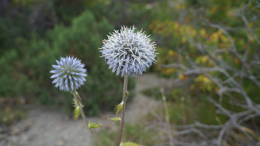 棘球球蜜花.