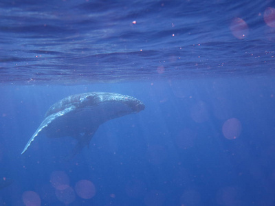 一对鲸鱼在蓝色海洋(海洋)游泳时的肖像.概念:自然,假日,旅游照片