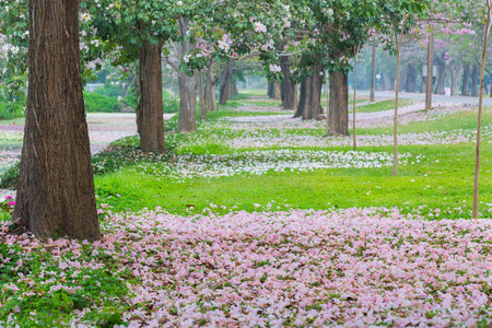 公园路边长满了粉红色的樱花树图片