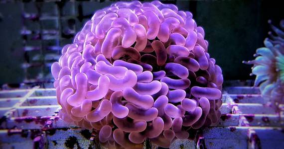 欧菲利亚LPS珊瑚孤立图像