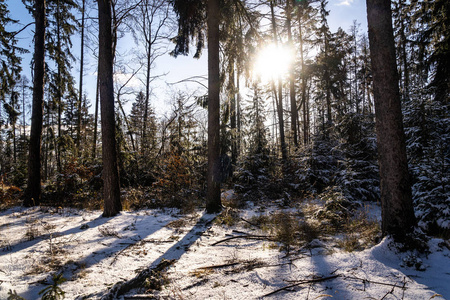 阳光明媚的雪景冬季主题照片。 雪覆盖了森林中的杉树。