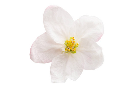 白色苹果花图片-白色苹果花素材-白色苹果花插画-摄图新视界