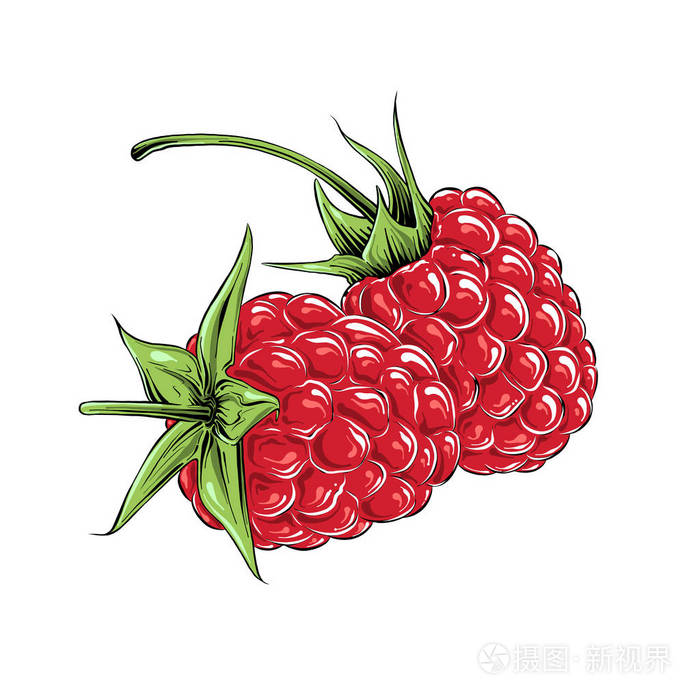 手绘的树莓的颜色素描, 孤立在白色的背景.