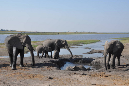 博茨瓦纳的大象过河