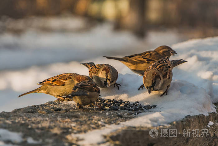 一群灰色和棕色的麻雀坐在灰色的混凝土表面上, 有白雪, 冬天吃鸟种