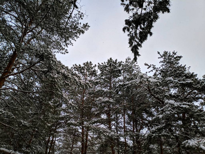 冬天森林里的风景在大雪中松松，树枝上下了很多雪