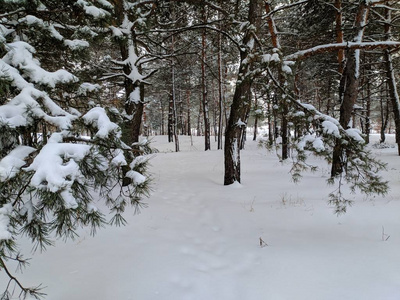 冬天森林里的风景在大雪中松松，树枝上下了很多雪