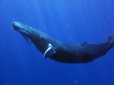 一对鲸鱼在蓝色海洋海洋游泳时的肖像。 概念自然假期旅行