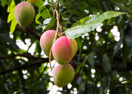 挂在树上的成熟芒果。