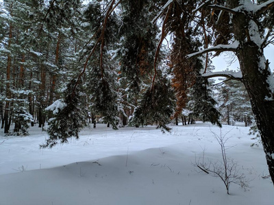 冬天森林里的风景在大雪中松松，树枝上下了很多雪