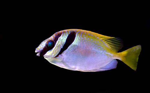 两条带栅栏的兔鱼(西根乌)照片