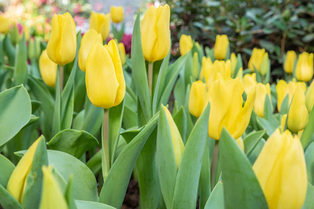 黄色郁金香花园图片