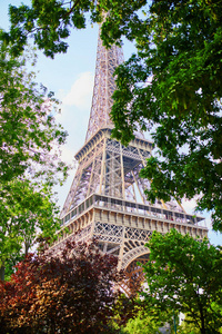 埃菲尔铁塔穿过法国巴黎的树枝和绿叶。