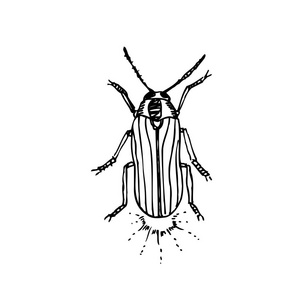 锦鸡甲虫昆虫素描/手绘昆虫插图矢量照片
