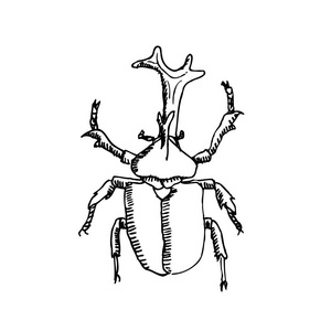 昆虫素描手绘昆虫插图矢量