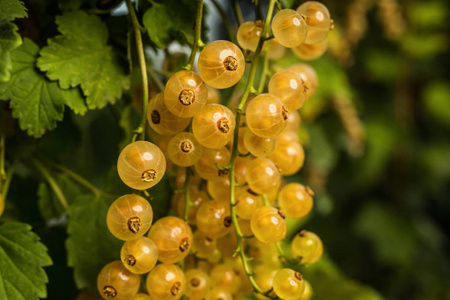 感染的醋栗灌木图片