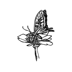 昆虫素描手绘昆虫插图矢量