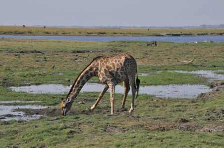 长颈鹿在博茨瓦纳Chobe国家公园散步