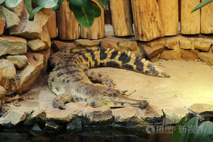 在动物园里西非细长的咆哮鳄鱼雌雄同体