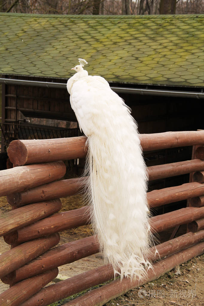 坐在木栅栏上的长尾巴的白孔雀雄