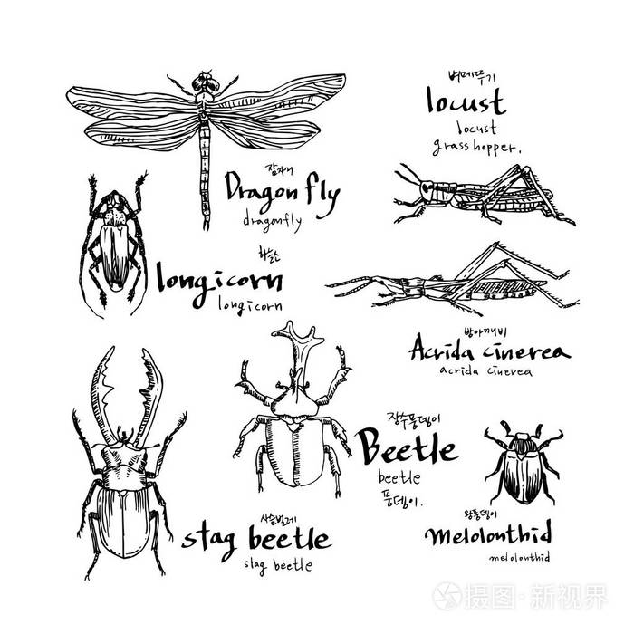 昆虫素描手绘昆虫插图矢量